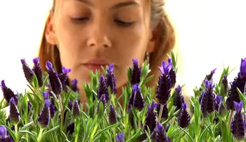 Exploran potencial uso medicinal del olor a lavanda para tratar estrés y ansiedad