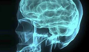 Hallan el gen que hace al cerebro humano único
