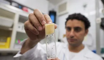  Universidad PR y Oxford se unen para crear vacuna universal contra dengue