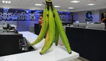 Asombran plátanos de 18 pulgadas