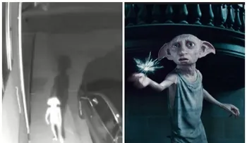 La extraña criatura idéntica a Dobby, el elfo de Harry Potter, captada en Colorado