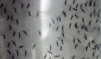 Chikungunya se propaga en América Latina 