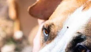 Remedio definitivo para eliminar las garrapatas de tu perro; una infusión de manzanilla