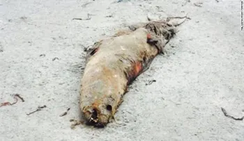 ¿Qué está matando a los leones marinos en las costas de Chile?