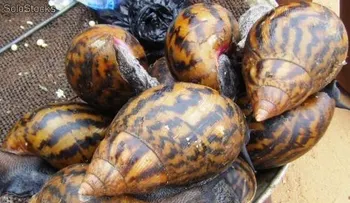 Caracoles gigantes africanos invaden Estados Unidos