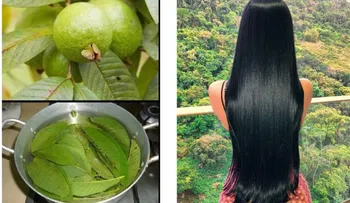 Entérate de los 17 imperdibles beneficios de la hoja de guayaba