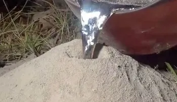 Polémico video de un â??artistaâ?? que inunda un hormiguero con aluminio líquido