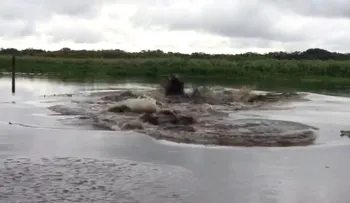 Qué se esconde bajo las aguas del inquietante video viral que asombra e indigna a Florida