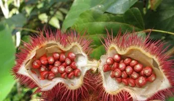 Las 10 frutas más raras del mundo