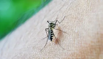 Científicos determinan que infección previa por dengue protege contra zika