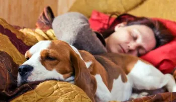 Dormir con tu perro puede mejorar la calidad de tu sueño
