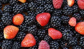 Los frutos rojos y el vino tinto ayudan a luchar contra enfermedades mentales 