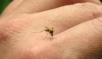 Un anciano argentino muere a causa de dengue