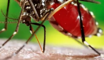 Incidencia del dengue ha aumentado 30 veces en los últimos 50 años