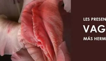 Datos que probablemente no conocías; la palabra "vagina" significa vaina y la palabra "vulva" envoltura