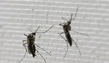 OMS: Contagio sexual de zika es más común de lo que se creía