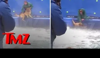 Piden boicotear una película de Hollywood por este maltrato animal