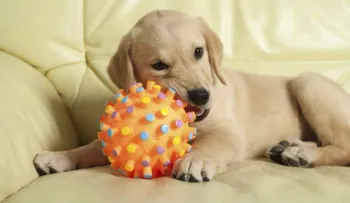 11 señales de que no estás lista para tener un perro