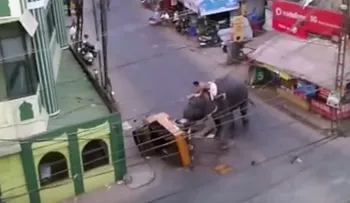 Un elefante enfadado siembra el pánico en la India (VIDEO)