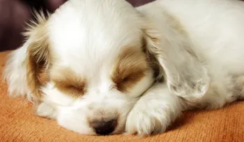 Así es la personalidad de tu perro, según su postura al dormir