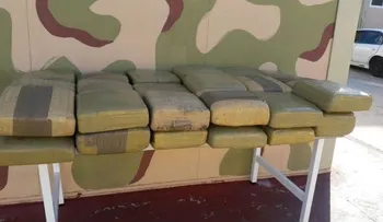 Incautan 360 libras de un cargamento parecido a la marihuana