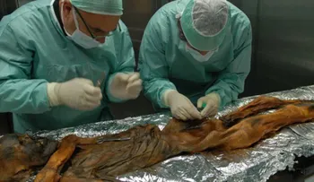 Histórico: un increíble trabajo forense logró develar los detalles de un homicidio de hace 5.000 años