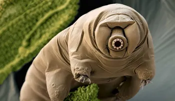 Estos animales pueden sobrevivir hasta el final de la Tierra