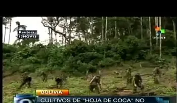 Bolivia necesita 14,705 hectáreas de plantas de coca para consumo legal