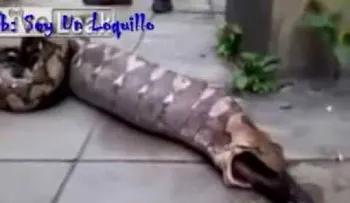 Video: Una serpiente se traga un perro y luego lo vomita entero