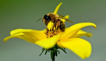 Estudio revela veneno de abeja podría ser clave contra problemas vasculares