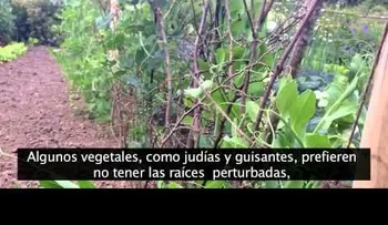 10 trucos para hurtos o jardines (Video)