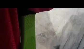 Se despiertan y ven a unos leones lamiendo su tienda de campaña