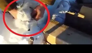 Un zorro finge estar muerto para escapar de sus captores y reunirse con su pareja