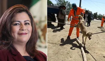Diputada mexicana propone matar perros y gatos sin hogar porque molestan; quiere crear perreras de exterminio