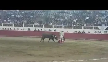 Un torero recibe una cornada en el escroto y tiene que ser hospitalizado  (ADVERTENCIA DE FUERTE VIDEO)
