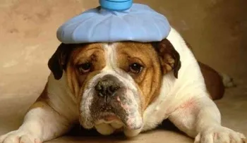 Tips para curar heridas de tu perro