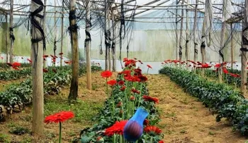 Floricultores de Constanza se expresan tras visita de Danilo Medina