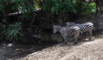 Tigre que escapó de zoológico mata a un hombre en Georgia 