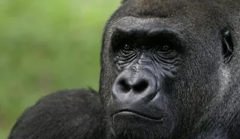 La extinción del verdadero King Kong