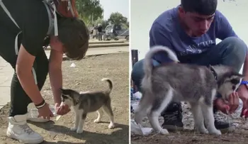 ¿Fue manipulado el VIDEO viral de un refugiado sirio que viajó 500 km con su perro?