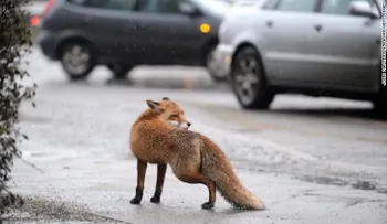 Los animales cambian sus hábitos y se vuelven nocturnos para evitar a los humanos