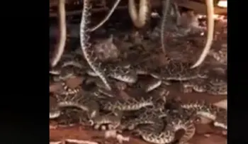 Siguió una serpiente y halló una espeluznante escena