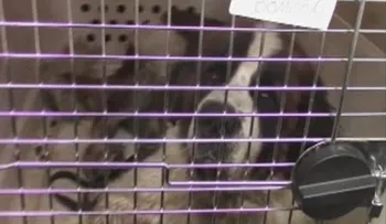 Perú: Hallan 2 perros mulas; uno muere