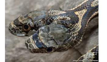 Hallan impresionante serpiente de 2 cabezas en Kansas
