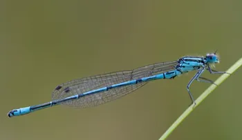 Así son los insectos más asombrosos del MUNDO