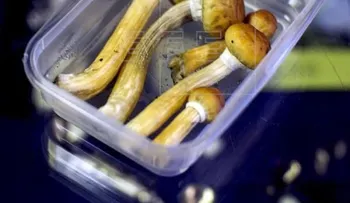  Hongos alucinógenos, ayuda contra la depresión con algunos peligros 