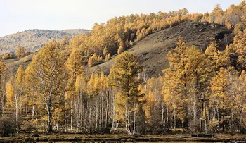 "No tuve miedo": Un pequeño "tarzán" ruso sobrevive 3 días en un bosque siberiano