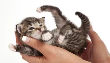 10 cosas que debes saber de los gatos