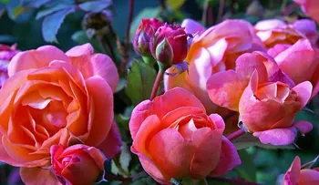 Solo necesitas el tallo de una rosa para obtener cientos de rosas más