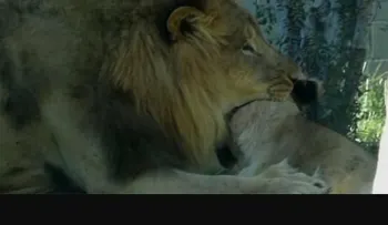 Un león mata a una leona frente a los visitantes del zoológico de Dallas